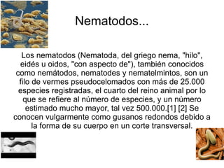 Nematodos... Los nematodos (Nematoda, del griego nema, &quot;hilo&quot;, eidés u oidos, &quot;con aspecto de&quot;), también conocidos como nemátodos, nematodes y nematelmintos, son un filo de vermes pseudocelomados con más de 25.000 especies registradas, el cuarto del reino animal por lo que se refiere al número de especies, y un número estimado mucho mayor, tal vez 500.000.[1] [2] Se conocen vulgarmente como gusanos redondos debido a la forma de su cuerpo en un corte transversal. 