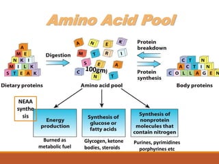 Amino Acid Pool
NEAA
synthe
sis
Burned as
metabolic fuel
Glycogen, ketone
bodies, steroids
Purines, pyrimidines
porphyrines etc
 