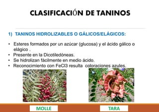 CLASIFICACIÓN DE TANINOS
1) TANINOS HIDROLIZABLES O GÁLICOS/ELÁGICOS:
• Esteres formados por un azúcar (glucosa) y el ácido gálico o
elágico .
• Presente en la Dicotiledóneas.
• Se hidrolizan fácilmente en medio ácido.
• Reconocimiento con FeCl3 resulta coloraciones azules.
MOLLE TARA
 