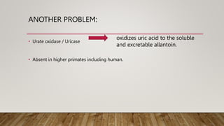 ANOTHER PROBLEM:
• Urate oxidase / Uricase
• Absent in higher primates including human.
oxidizes uric acid to the soluble
and excretable allantoin.
 