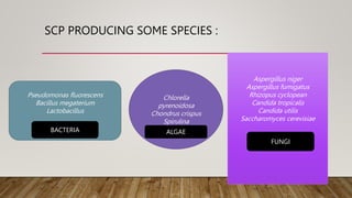 SCP PRODUCING SOME SPECIES :
Aspergillus niger
Aspergillus fumigatus
Rhizopus cyclopean
Candida tropicalis
Candida utilis
Saccharomyces cerevisiae
Pseudomonas fluorescens
Bacillus megaterium
Lactobacillus
Chlorella
pyrenoidosa
Chondrus crispus
Spirulina
FUNGI
BACTERIA ALGAE
 