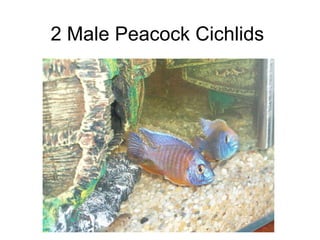 2 Male Peacock Cichlids 