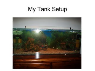 My Tank Setup 