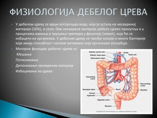 Танко и дебело црево - Петровић М. | PPT
