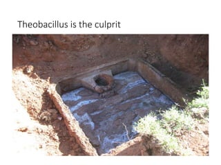 Theobacillus is the culprit
 