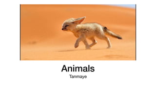 Animals
Tanmaye
 