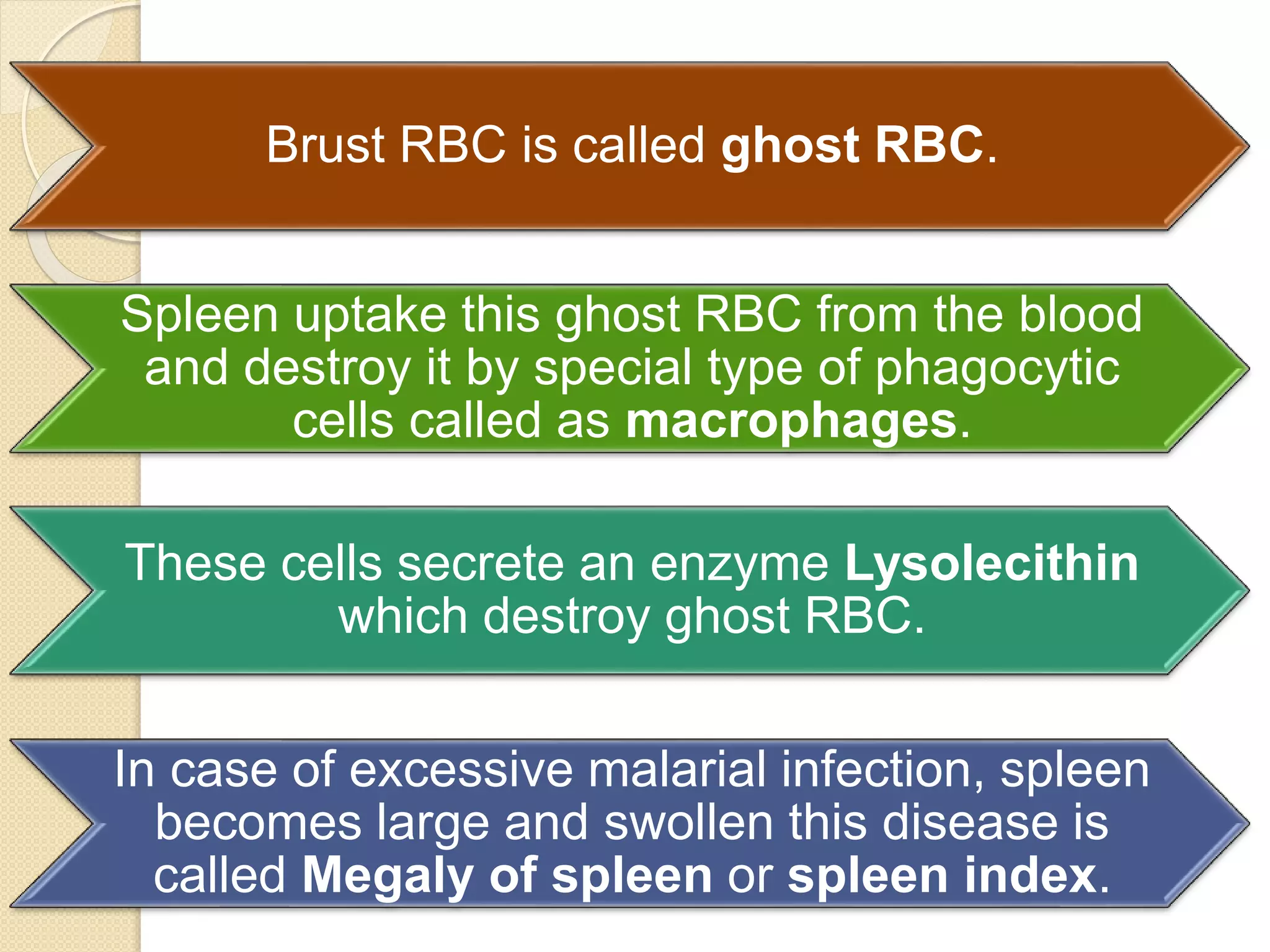 Swallloen Rbc Plasmodium Life Cycle | PPTX