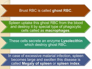 Plasmodium Life Cycle | PPTX