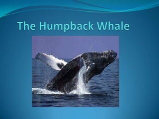 The Humpback Whale 