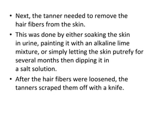 Next, the tanner needed to remove the hair fibers from the skin.  This was done by either soaking the skin in urine, painting it with an alkaline lime mixture, or simply letting the skin putrefy for several months then dipping it in a salt solution.  After the hair fibers were loosened, the tanners scraped them off with a knife. 