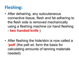Fleshing:
• After dehairing, any subcutaneous
connective tissue, flesh and fat adhering to
the flesh side is removed mechanically
using a fleshing machine (or hand fleshing
- two handed knife )
• After fleshing the hide/skin is now called a
‘pelt’ (the pelt wt. form the basis for
calculating amounts of tanning materials
needed)
 