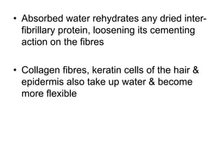 • Absorbed water rehydrates any dried inter-
fibrillary protein, loosening its cementing
action on the fibres
• Collagen fibres, keratin cells of the hair &
epidermis also take up water & become
more flexible
 