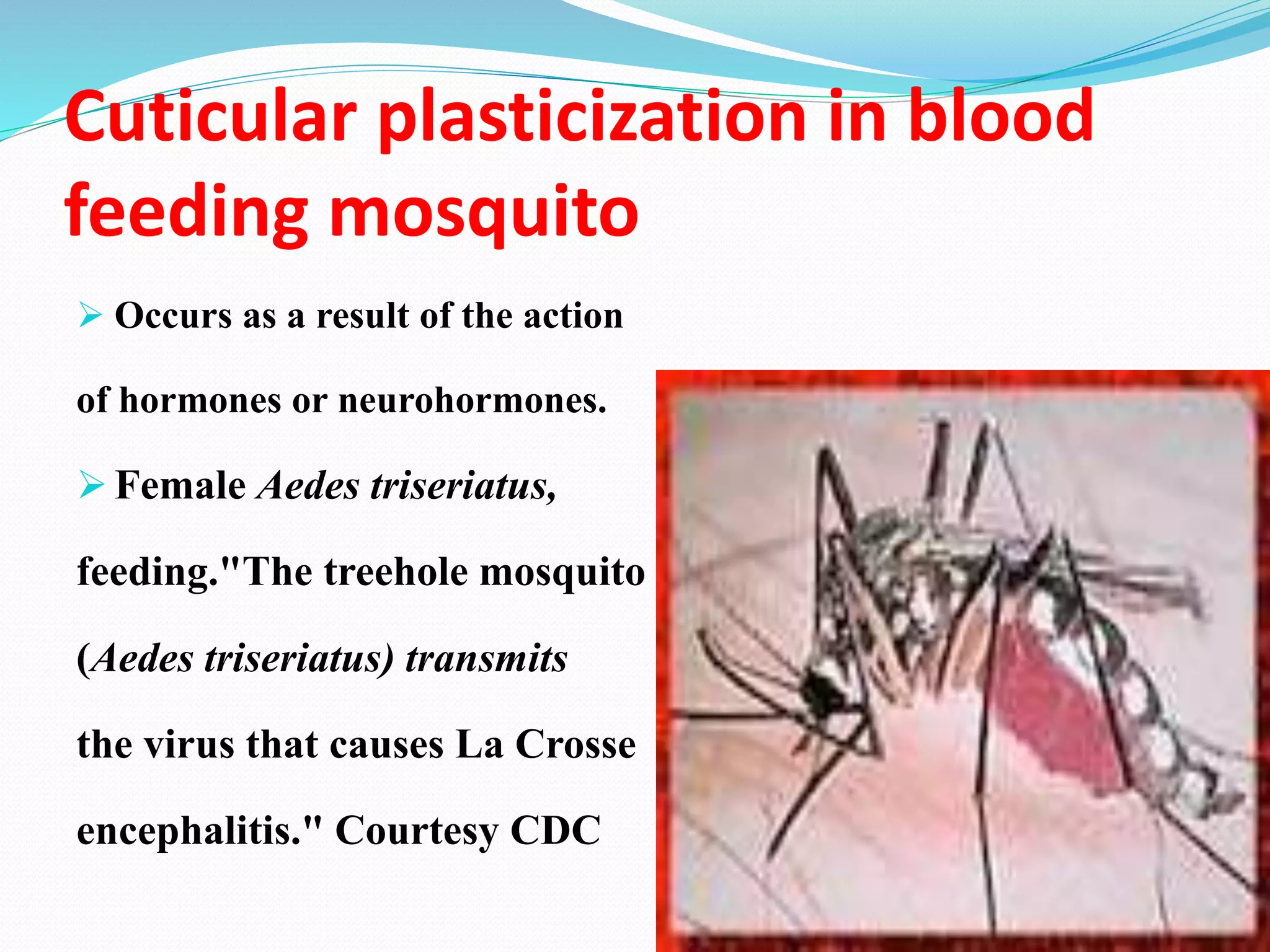 Tanning and plasticization | PPTX