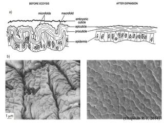 (Chapman R. F, 2014)
 