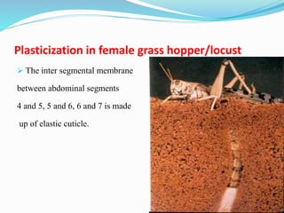 Plasticization in female grass hopper/locust
 The inter segmental membrane
between abdominal segments
4 and 5, 5 and 6, 6 and 7 is made
up of elastic cuticle.
 