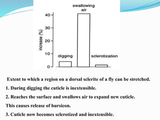 Extent to which a region on a dorsal sclerite of a fly can be stretched.
1. During digging the cuticle is inextensible.
2. Reaches the surface and swallows air to expand new cuticle.
This causes release of bursicon.
3. Cuticle now becomes sclerotized and inextensible.
 