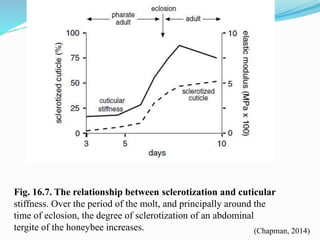 Fig. 16.7. The relationship between sclerotization and cuticular
stiffness. Over the period of the molt, and principally around the
time of eclosion, the degree of sclerotization of an abdominal
tergite of the honeybee increases. (Chapman, 2014)
 