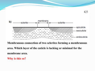Membranous connection of two sclerites forming a membranous
area. Which layer of the cuticle is lacking or minimal for the
membrane area.
Why is this so?
 