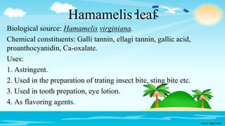 Hamamelis leaf
Biological source: Hamamelis virginiana.
Chemical constituents: Galli tannin, ellagi tannin, gallic acid,
proanthocyanidin, Ca-oxalate.
Uses:
1. Astringent.
2. Used in the preparation of trating insect bite, sting bite etc.
3. Used in tooth prepation, eye lotion.
4. As flavoring agents.
 