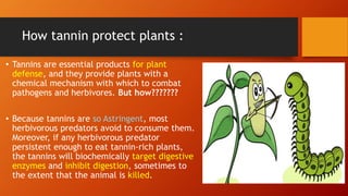 How tannin protect plants :
• Tannins are essential products for plant
defense, and they provide plants with a
chemical mechanism with which to combat
pathogens and herbivores. But how???????
• Because tannins are so Astringent, most
herbivorous predators avoid to consume them.
Moreover, if any herbivorous predator
persistent enough to eat tannin-rich plants,
the tannins will biochemically target digestive
enzymes and inhibit digestion, sometimes to
the extent that the animal is killed.
 