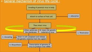  General mechanism of virus life cycle -
Invading of parental virus in body
Attach to surface of host cell
Than intact virus
Either penetrate
the membrane
Or inject the genetic
material of virus
Enter in cell cytoplasm and release
the genetic material from the capsid
Transcription of genome of
virus to produce viral mRNA
Absorption
1. Adsorption
2. Penetration
3. Uncoating
4. Biosynthesis
 