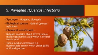 5. Mayaphal /Quercus infectoria
• Synonym – Nutgalls, blue galls
• Biological source – Gall of Quercus
infectoria
• Chemical constituent –
• Nutgalls contains about 47.2 % tannin
mainly gallotannic acid which is official
tannic acid.
• Tannic acid of commerce is a
hydrolysable tannin which yields gallic
acid and glucose.
 