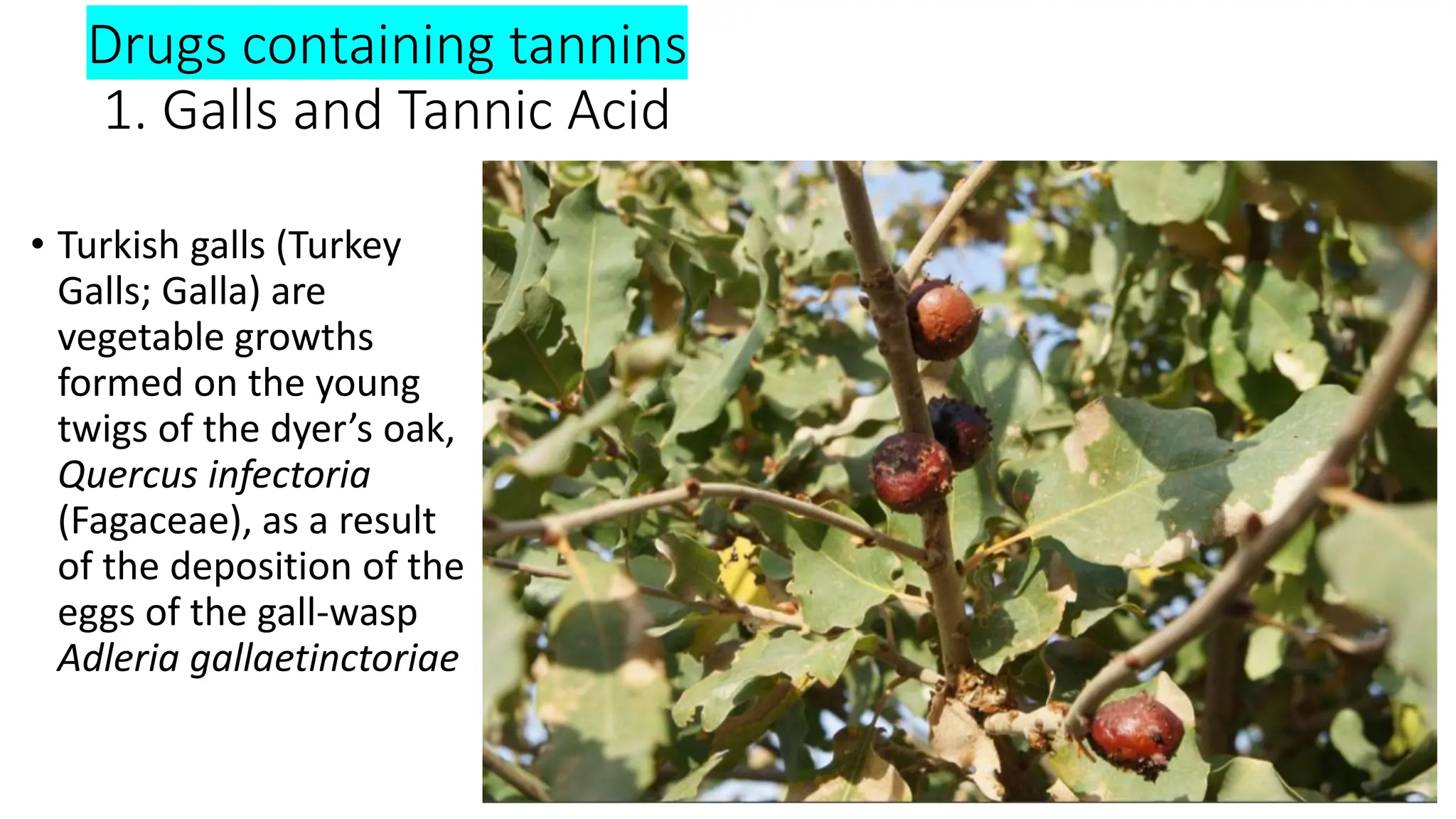 Drugs containing tannins
1. Galls and Tannic Acid
• Turkish galls (Turkey
Galls; Galla) are
vegetable growths
formed on the young
twigs of the dyer’s oak,
Quercus infectoria
(Fagaceae), as a result
of the deposition of the
eggs of the gall-wasp
Adleria gallaetinctoriae
 