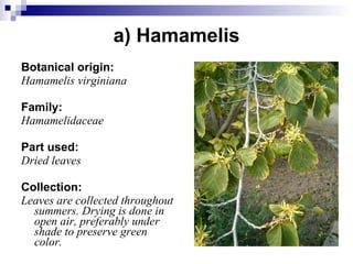 a) Hamamelis Botanical origin: Hamamelis virginiana Family: Hamamelidaceae Part used: Dried leaves Collection: Leaves are collected throughout summers. Drying is done in open air, preferably under shade to preserve green color. 