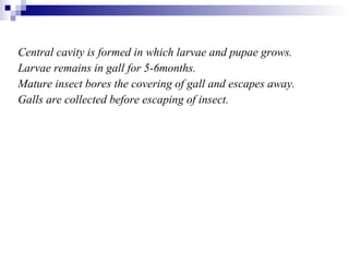 Central cavity is formed in which larvae and pupae grows.  Larvae remains in gall for 5-6months. Mature insect bores the covering of gall and escapes away. Galls are collected before escaping of insect. 