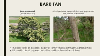 Tanni Tree Tannin yielding plants | PDF