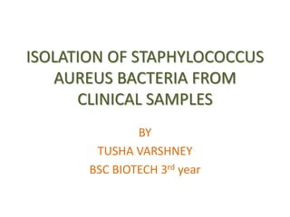 ISOLATION OF STAPHYLOCOCCUS
AUREUS BACTERIA FROM
CLINICAL SAMPLES
BY
TUSHA VARSHNEY
BSC BIOTECH 3rd year
 