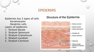 EPIDERMIS
Epidermis has 2 types of cells
Keratinocytes
Dendritic cells
Layers of epidermis
1. Stratum Basale
2. Stratum Spinosum
3. Stratum Granulosum
4. Stratum Lucidum
5. Stratum Corneum
 