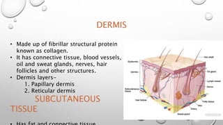 DERMIS
• Made up of fibrillar structural protein
known as collagen.
• It has connective tissue, blood vessels,
oil and sweat glands, nerves, hair
follicles and other structures.
• Dermis layers-
1. Papillary dermis
2. Reticular dermis
SUBCUTANEOUS
TISSUE
 