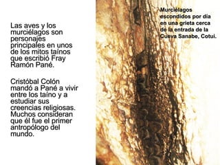 Las aves y los murciélagos son personajes principales en unos de los mitos taínos que escribió Fray Ramón Pané.  Cristóbal Colón mandó a Pané a vivir entre los taíno y a estudiar sus creencias religiosas.  Muchos consideran que él fue el primer antropólogo del mundo.   Murciélagos escondidos por día en una grieta cerca de la entrada de la Cueva Sanabe, Cotui. 