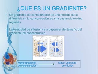 ¿QUE ES UN GRADIENTE?
• Un gradiente de concentración es una medida de la
diferencia en la concentración de una sustancia en dos
regiones.
• La velocidad de difusión va a depender del tamaño del
gradiente de concentración.
Mayor gradiente Mayor velocidad
de concentración de difusión
 