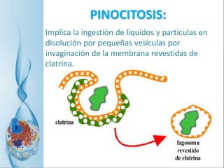 PINOCITOSIS:
Implica la ingestión de líquidos y partículas en
disolución por pequeñas vesículas por
invaginación de la membrana revestidas de
clatrina.
 