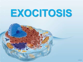 EXOCITOSIS
 