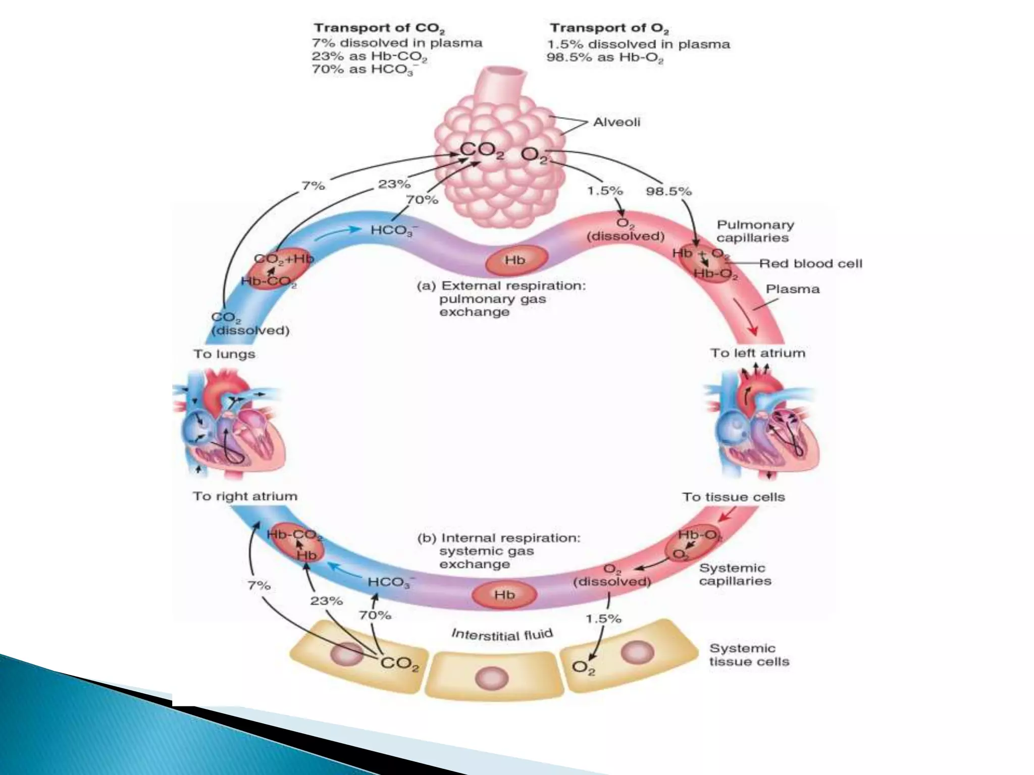 Neb O2 Formation Tansport of oxygen and carbon dioxide | PPTX