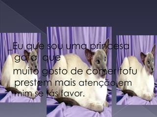 _Eu que sou uma princesa gata  que  muito gosto de comer tofu prestem mais atenção em mim se fás favor. 