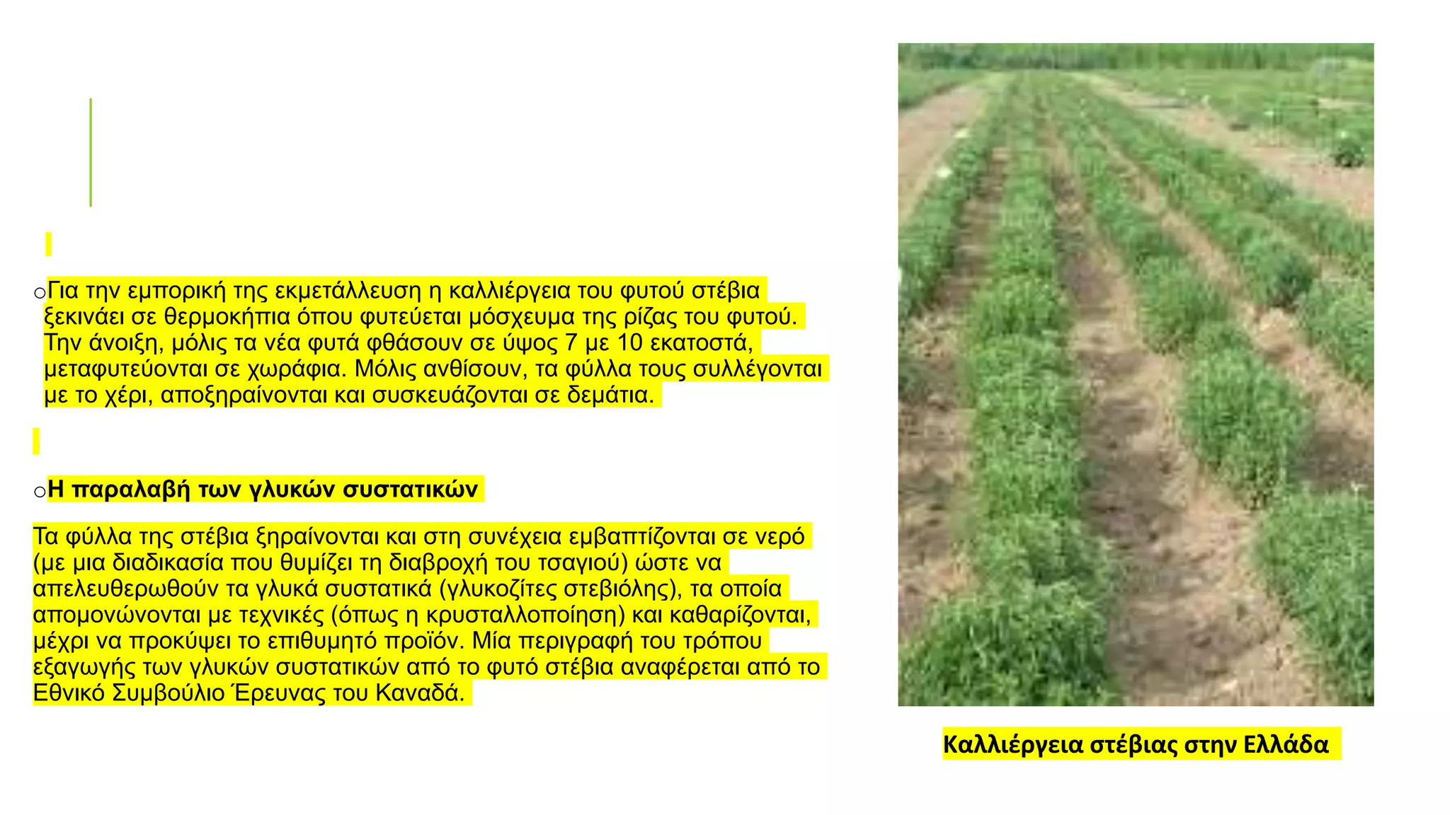 oΓια την εμπορική της εκμετάλλευση η καλλιέργεια του φυτού στέβια
ξεκινάει σε θερμοκήπια όπου φυτεύεται μόσχευμα της ρίζας του φυτού.
Την άνοιξη, μόλις τα νέα φυτά φθάσουν σε ύψος 7 με 10 εκατοστά,
μεταφυτεύονται σε χωράφια. Μόλις ανθίσουν, τα φύλλα τους συλλέγονται
με το χέρι, αποξηραίνονται και συσκευάζονται σε δεμάτια.
oΗ παραλαβή των γλυκών συστατικών
Τα φύλλα της στέβια ξηραίνονται και στη συνέχεια εμβαπτίζονται σε νερό
(με μια διαδικασία που θυμίζει τη διαβροχή του τσαγιού) ώστε να
απελευθερωθούν τα γλυκά συστατικά (γλυκοζίτες στεβιόλης), τα οποία
απομονώνονται με τεχνικές (όπως η κρυσταλλοποίηση) και καθαρίζονται,
μέχρι να προκύψει το επιθυμητό προϊόν. Μία περιγραφή του τρόπου
εξαγωγής των γλυκών συστατικών από το φυτό στέβια αναφέρεται από το
Εθνικό Συμβούλιο Έρευνας του Καναδά.
Καλλιέργεια στέβιας στην Ελλάδα
 