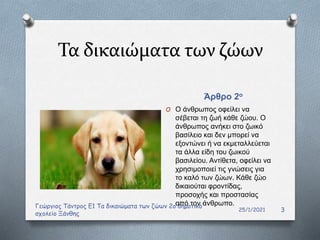 Τα δικαιώματα των ζώων
Άρθρο 2ο
O Ο άνθρωπος οφείλει να
σέβεται τη ζωή κάθε ζώου. Ο
άνθρωπος ανήκει στο ζωικό
βασίλειο και δεν μπορεί να
εξοντώνει ή να εκμεταλλεύεται
τα άλλα είδη του ζωικού
βασιλείου. Αντίθετα, οφείλει να
χρησιμοποιεί τις γνώσεις για
το καλό των ζώων. Κάθε ζώο
δικαιούται φροντίδας,
προσοχής και προστασίας
από τον άνθρωπο.
25/1/2021
Γεώργιος Τάντρος Ε1 Τα δικαιώματα των ζώων 2ο δημοτικό
σχολείο Ξάνθης
3
 