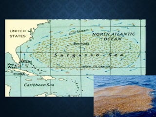 SARGASSO SEASARGASSO SEA
10
 