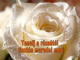 Tanulj a rózsától tisztán maradni meg! 