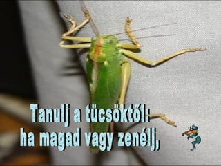 Tanulj a tücsöktől:  ha magad vagy zenélj, 