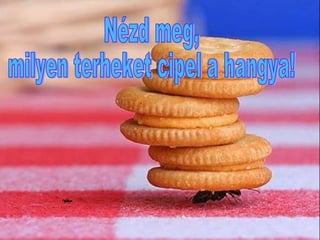 Nézd meg,  milyen terheket cipel a hangya! 