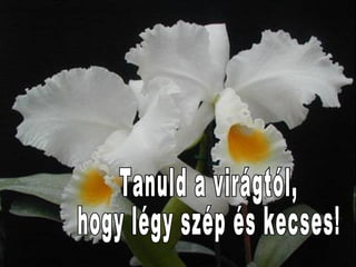 Tanuld a virágtól,  hogy légy szép és kecses! 