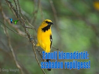 Tanulj kismadártól:  szabadon repülgess! 