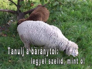 Tanulj a báránytól:  legyél szelíd, mint ő! 