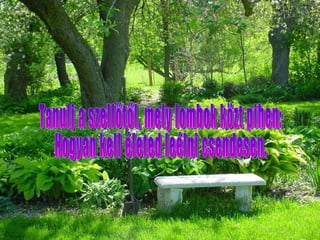 Tanulj a szellőtől, mely lombok közt pihen: Hogyan kell életed leélni csendesen.  