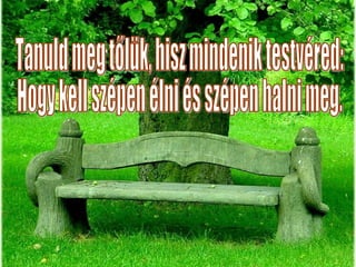 Tanuld meg tőlük, hisz mindenik testvéred: Hogy kell szépen élni és szépen halni meg. 